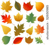 autumn leaves