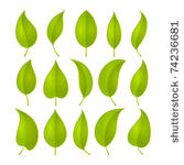 green leaves set. vector...