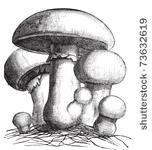 agaricus campestris or meadow...