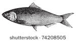 american shad  atlantic shad ...