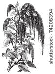foxtail amaranth  love lies...