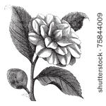 camellia japonica or rose of...
