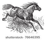 mustang or feral horse  vintage ...