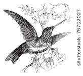 ruby throated hummingbird or...