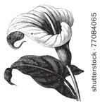 zantedeschia aethiopica also...