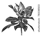 southern magnolia or magnolia...