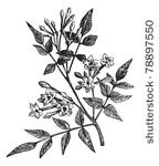 common jasmine or jasminum...