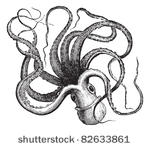 common octopus  octopus...