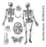 human skeleton  vintage...