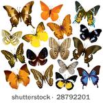 vector butterfly collection