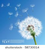 vector dandelion