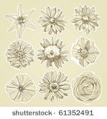 flower illustration