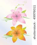 lily flowers