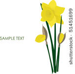 dafodills. vector illustration