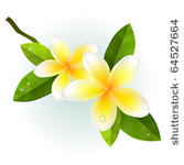 frangiapani flowers isolated on ...