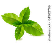 fresh green mint leaves...