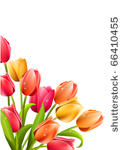 bunch of tulips isolated on...