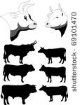 cows and bulls