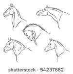 breed of horse