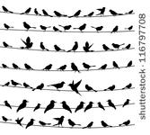 set of birds on wires. a vector ...