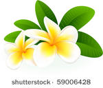 frangipani