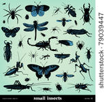 engraving vintage insect set...