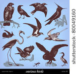 engraving vintage bird set from ...