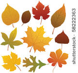 autumn leaves