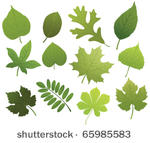 set with leaf