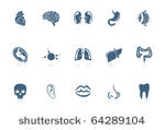 human anatomy
