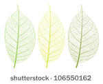 vector leaf on white background