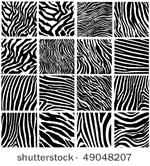 highly detailed zebra vector...