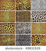 highly detailed leopard vector...