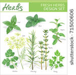 fresh herbs. vector design set.