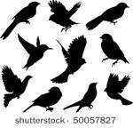 set birds.vector