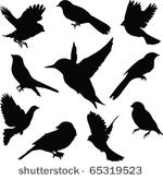 set birds.vector