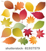 set of color leaves. vector...