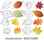 set of leaves. color and...