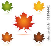 mapel leaf icon vector