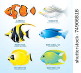 tropical reef fish collection   ...