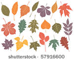 illustration set of 19 leaves...