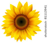 vector sunflower.