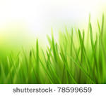 grass. vector illustration.