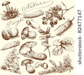 nature hand drawn collection