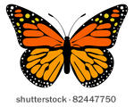 monarch butterfly