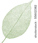 vector leaf isolated