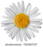 vector chamomile flower isolated