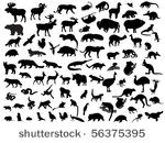 animal