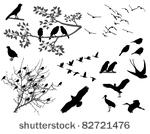 birds