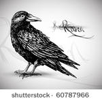 raven drawing high quality...